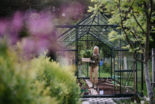 senior-gardener-woman-carrying-crate-with-plants-i-2022-01-19-00-01-27-utc 1