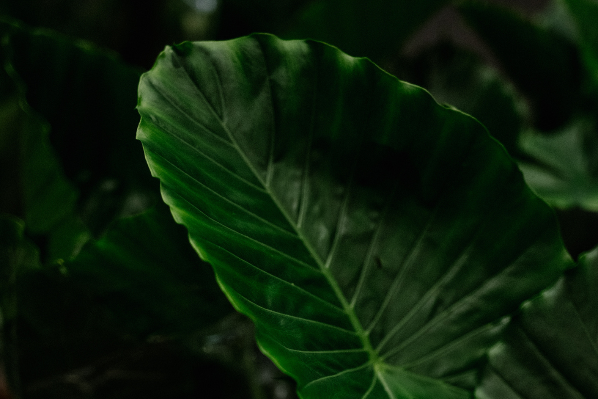 Plante